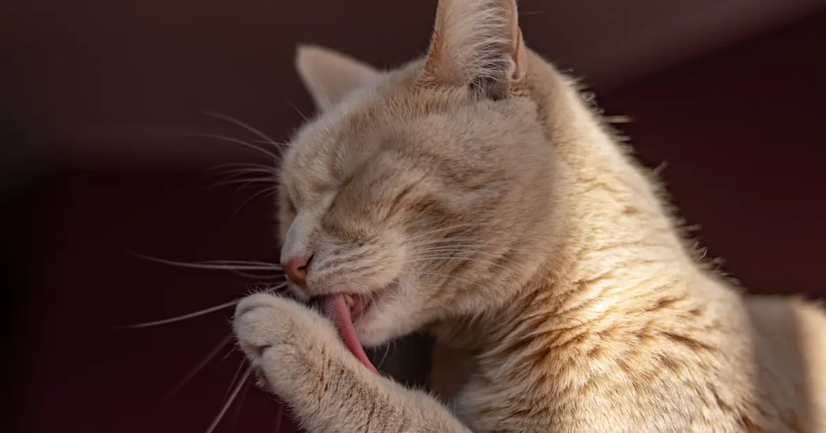are baby wipes safe for cats