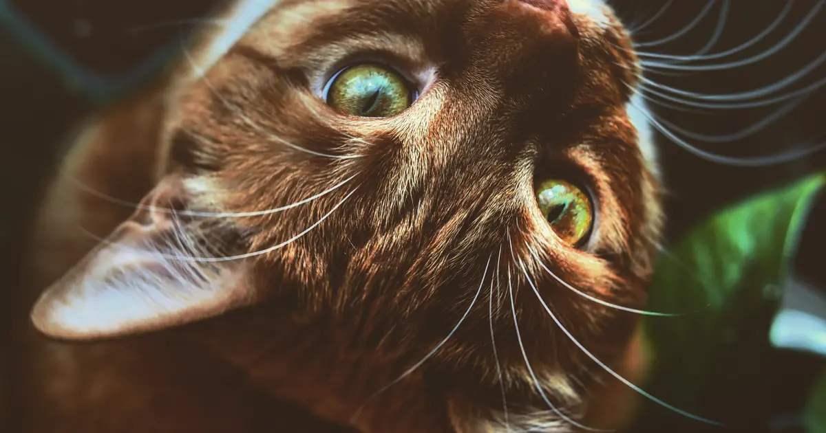 a cat with expressive eyes