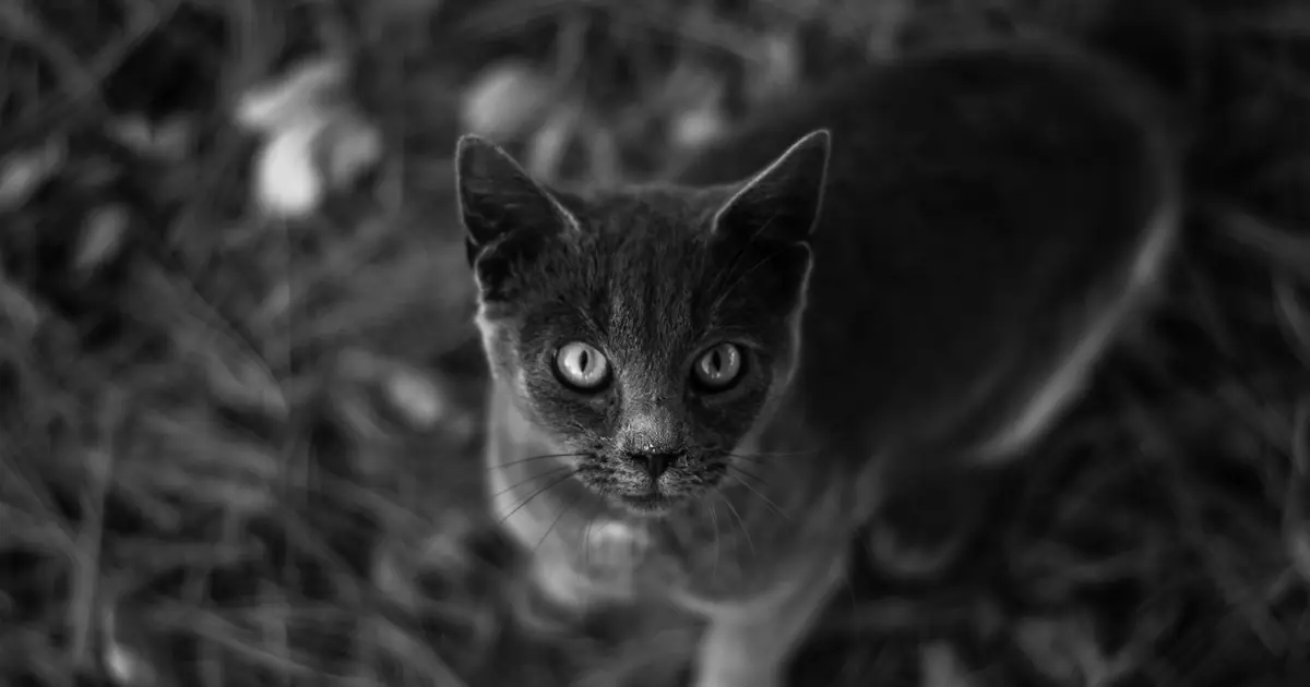 are cats sentient