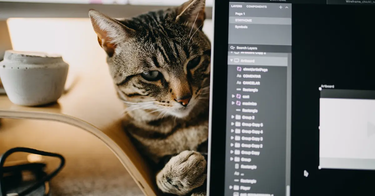 a cat looking at a screen