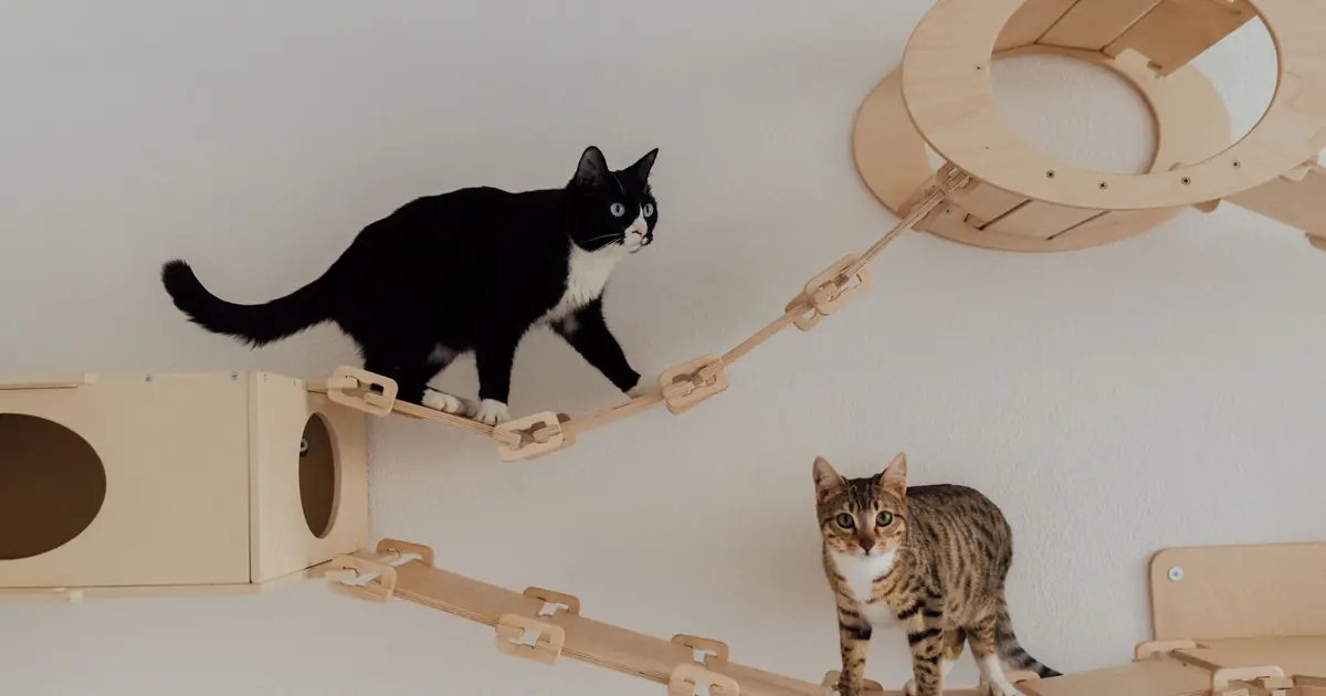 a cat climbing a cat tower