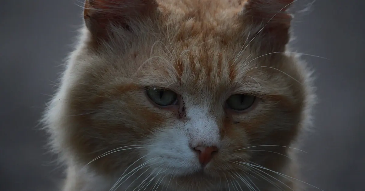 a pensive cat alone by a window