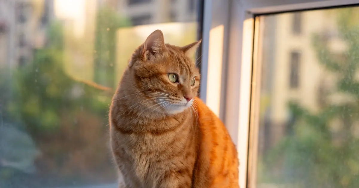 do cats grieve