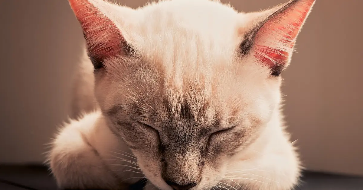 a calm cat resting with eyes closed