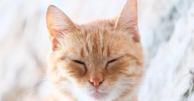 do cats have souls