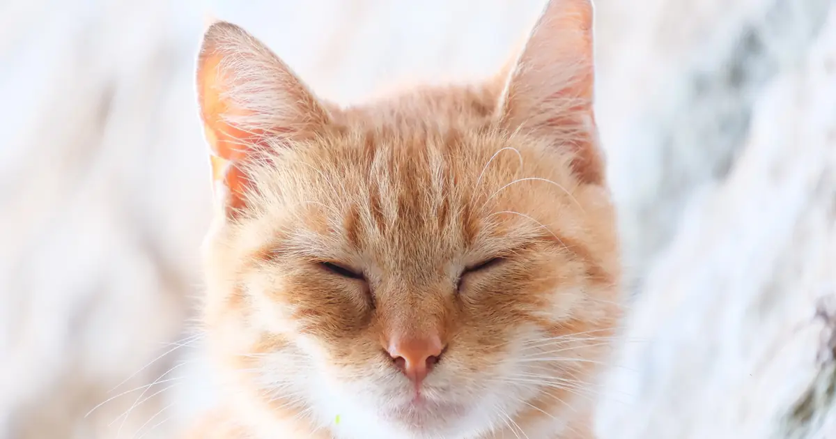 do cats have souls