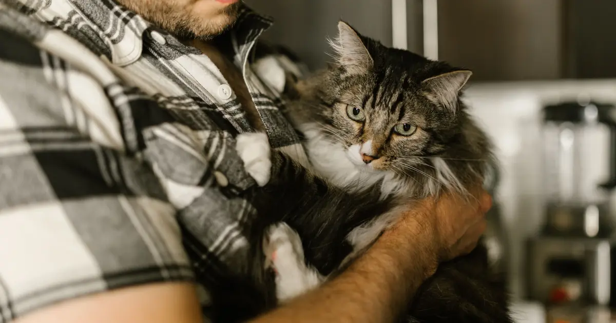 someone gently carrying a cat