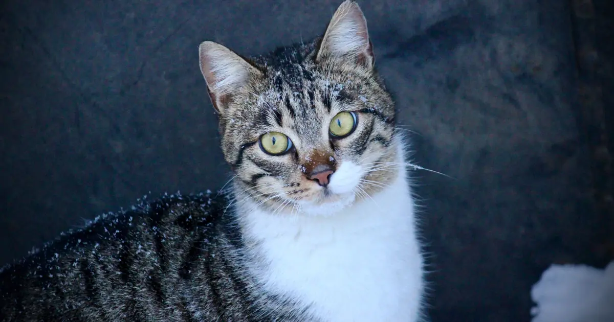 curious cat in a snowy garden