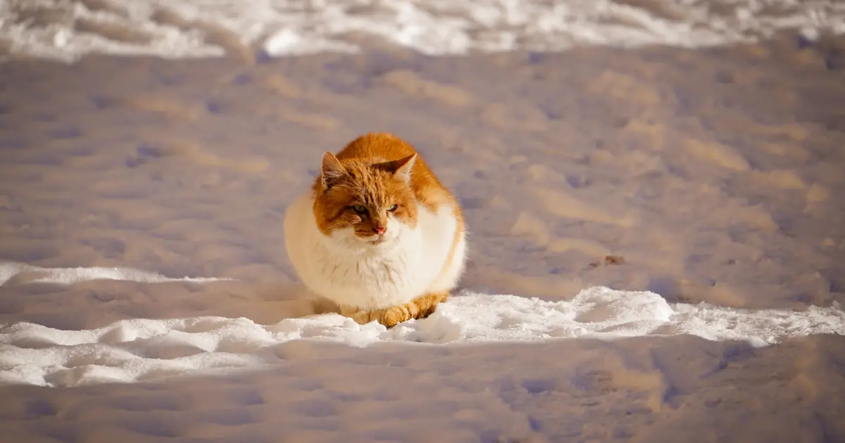 do cats like snow