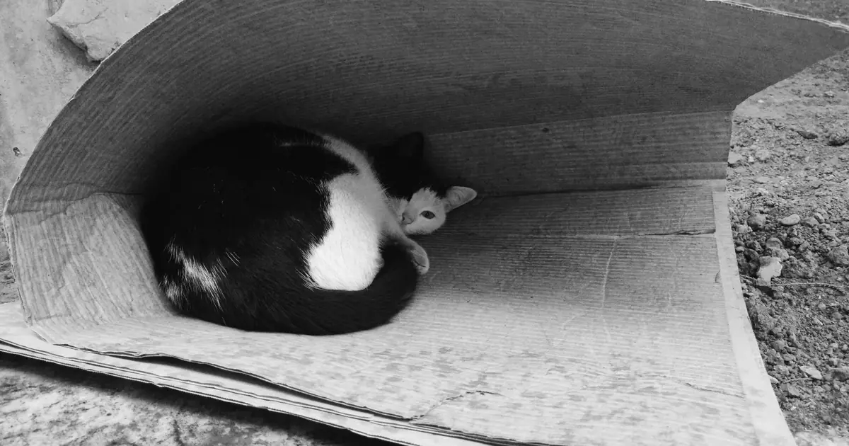 a cat curled up asleep and warm