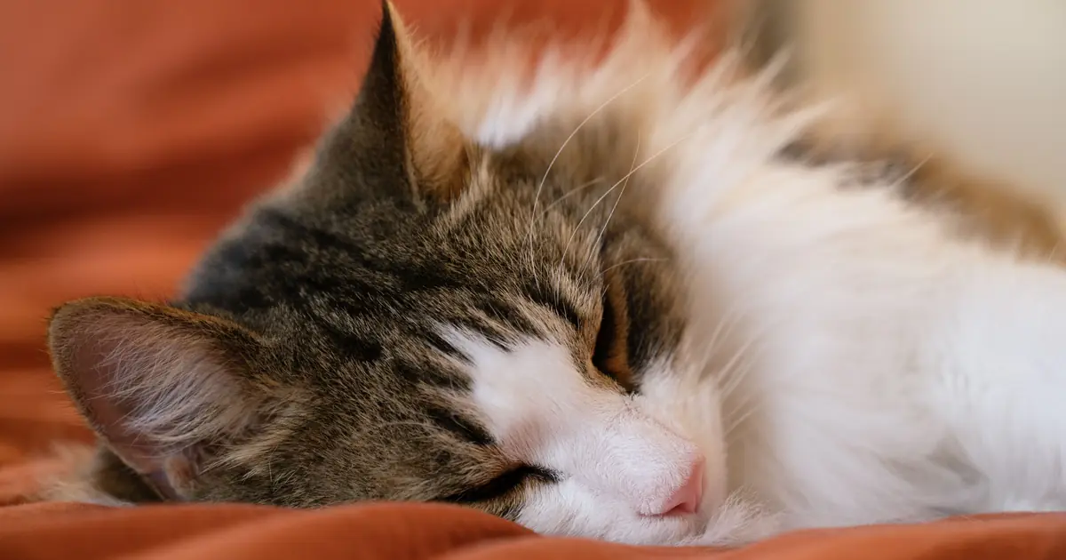do cats sleep more in winter