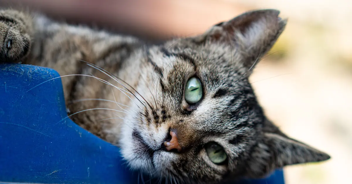 a cat leaning its head against a surface
