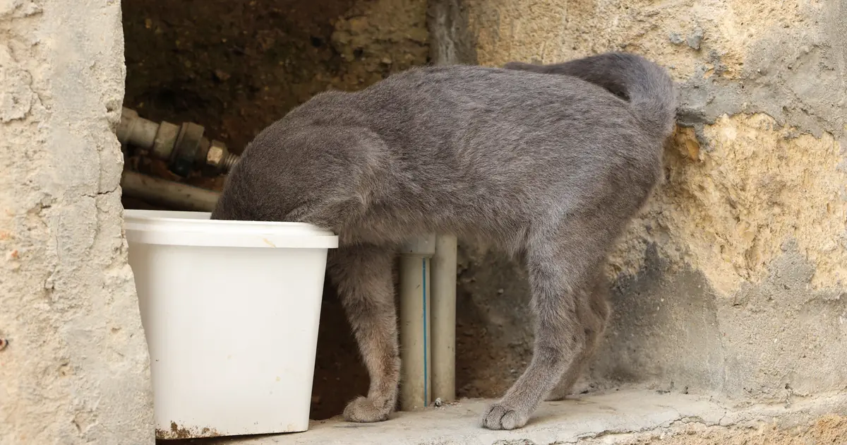 head pressing in cats