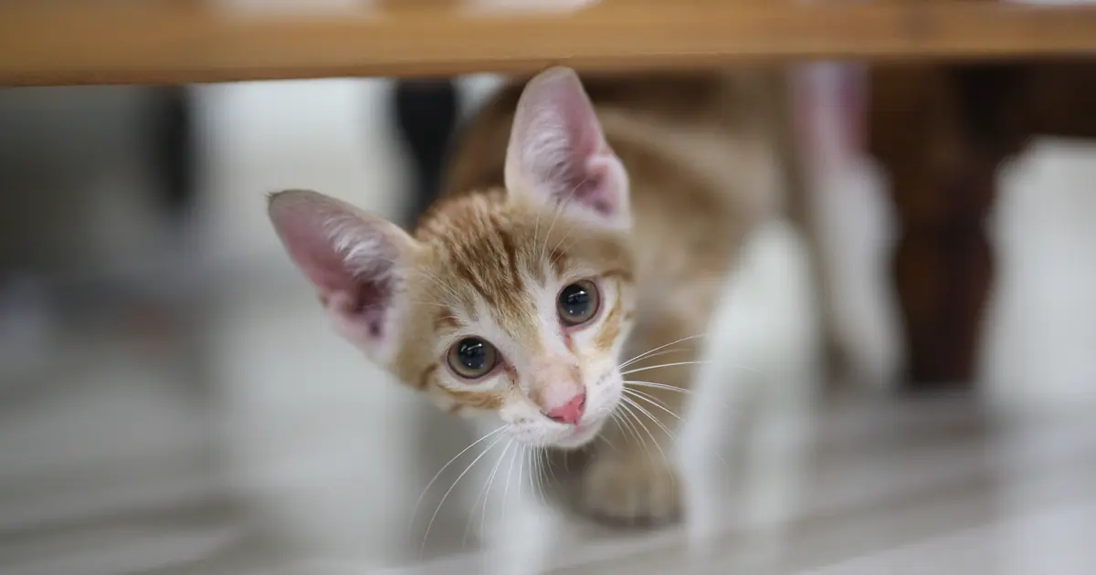 how to cat proof your house