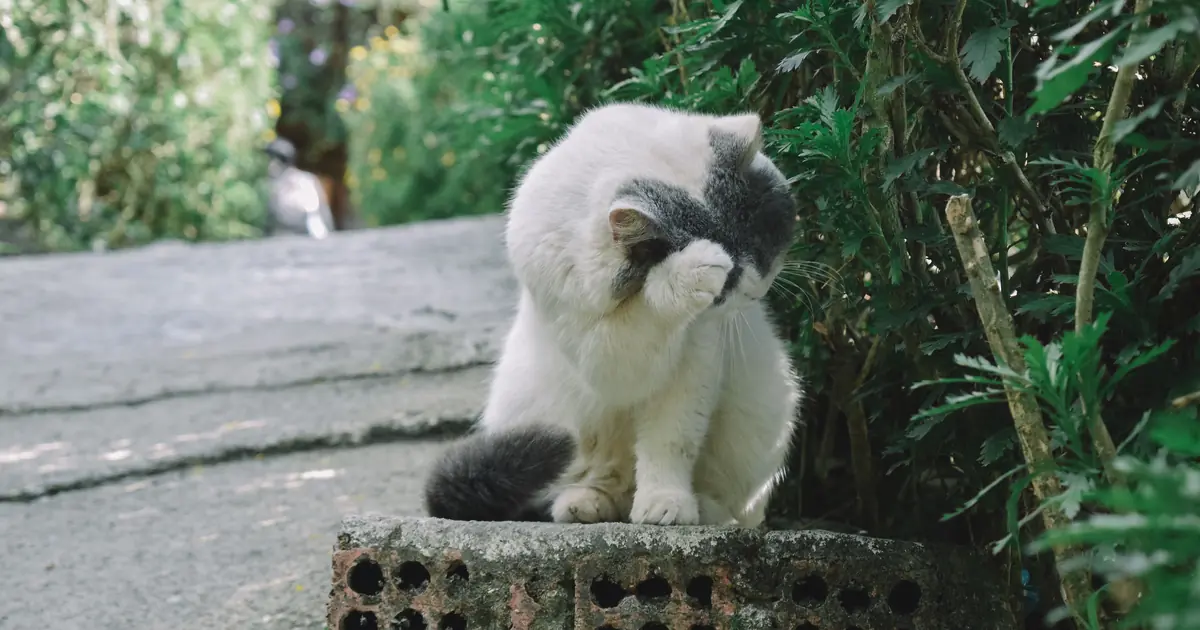a hand gently petting a shy cat