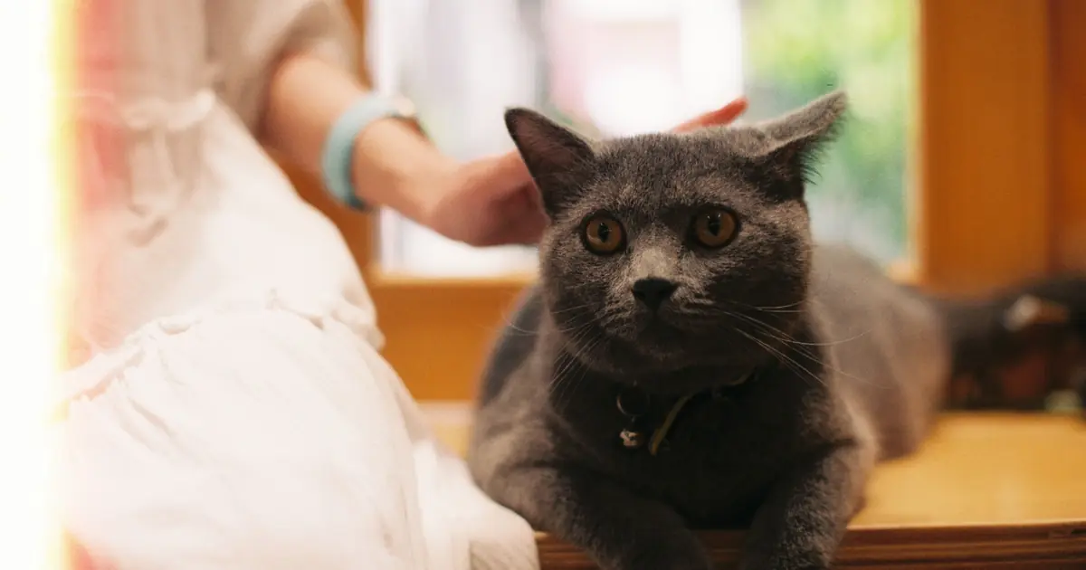 how to get a cat to trust you