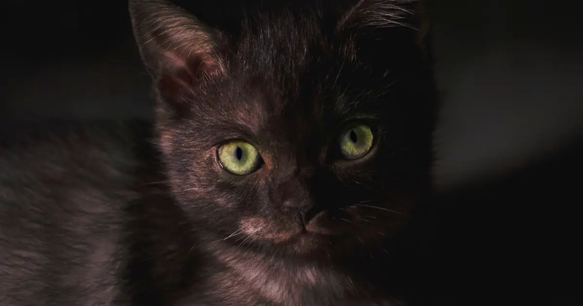 a mysterious black cat with green eyes