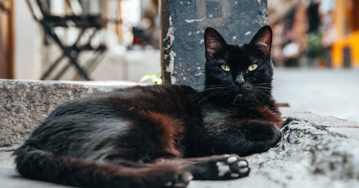 what does a black cat symbolize