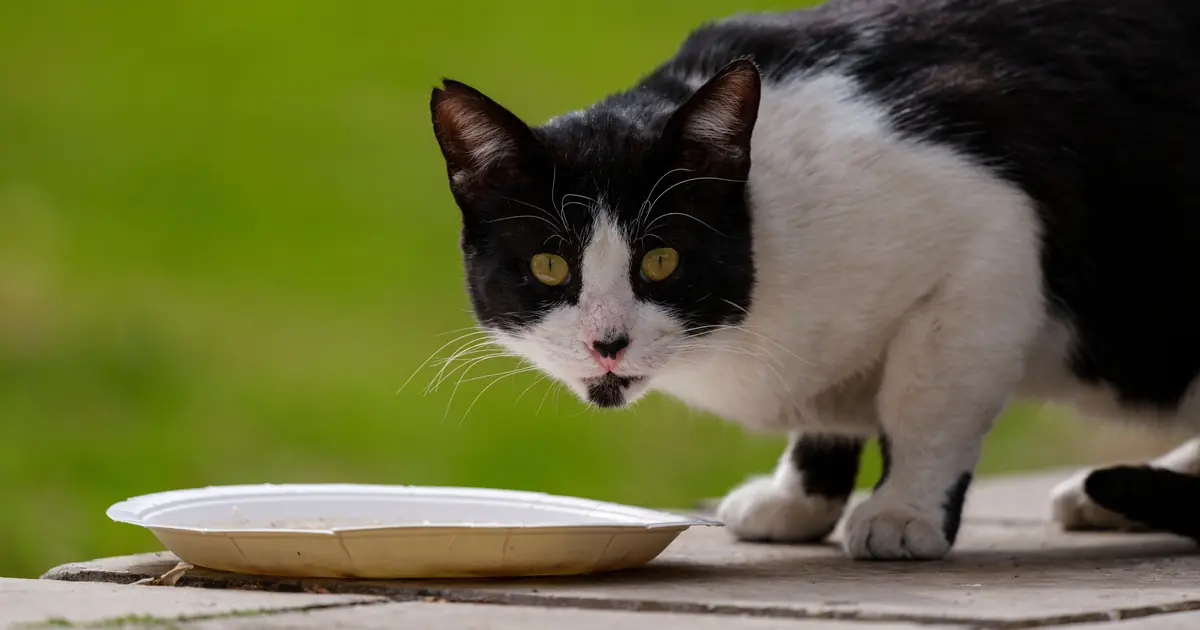 what is the best cat food