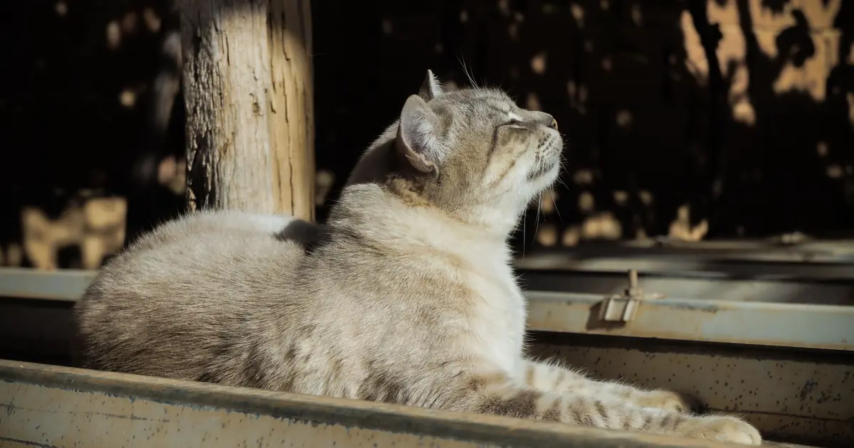 a cat basking in sunlight