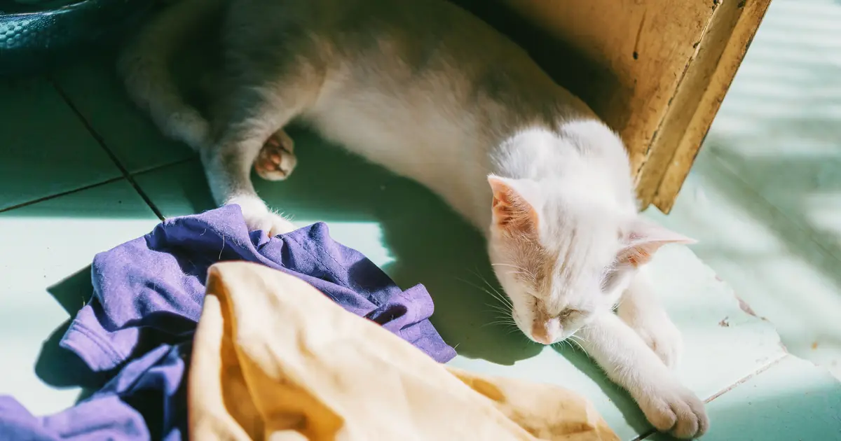 what temperature do cats like