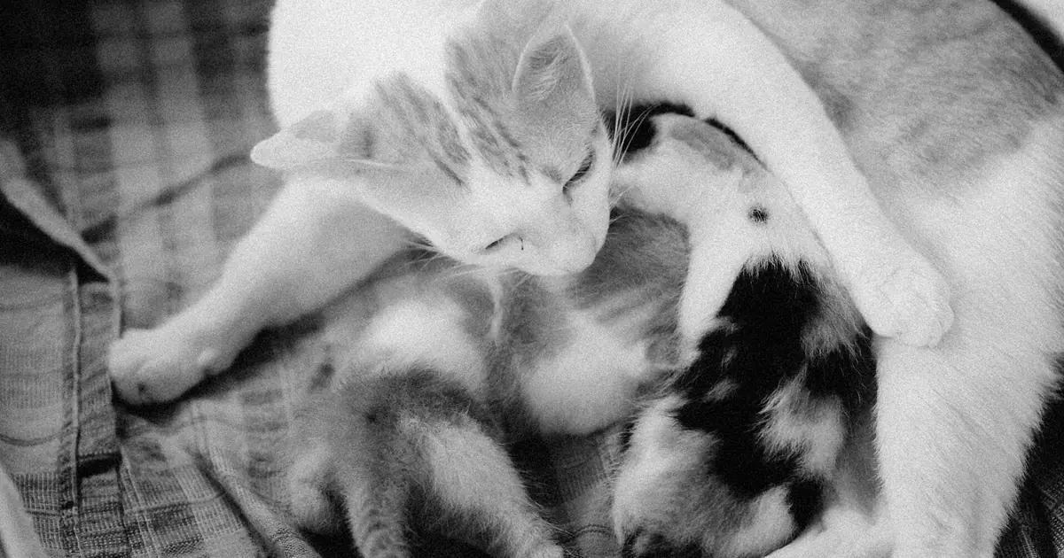 a mother cat with her kittens