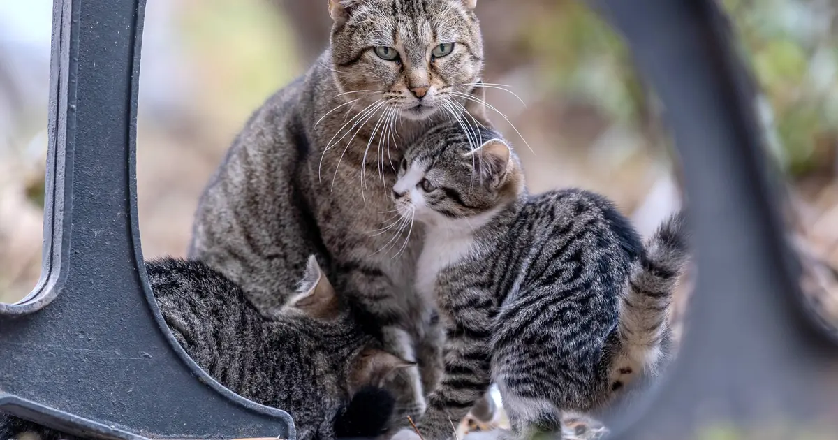 when can kittens leave their mother