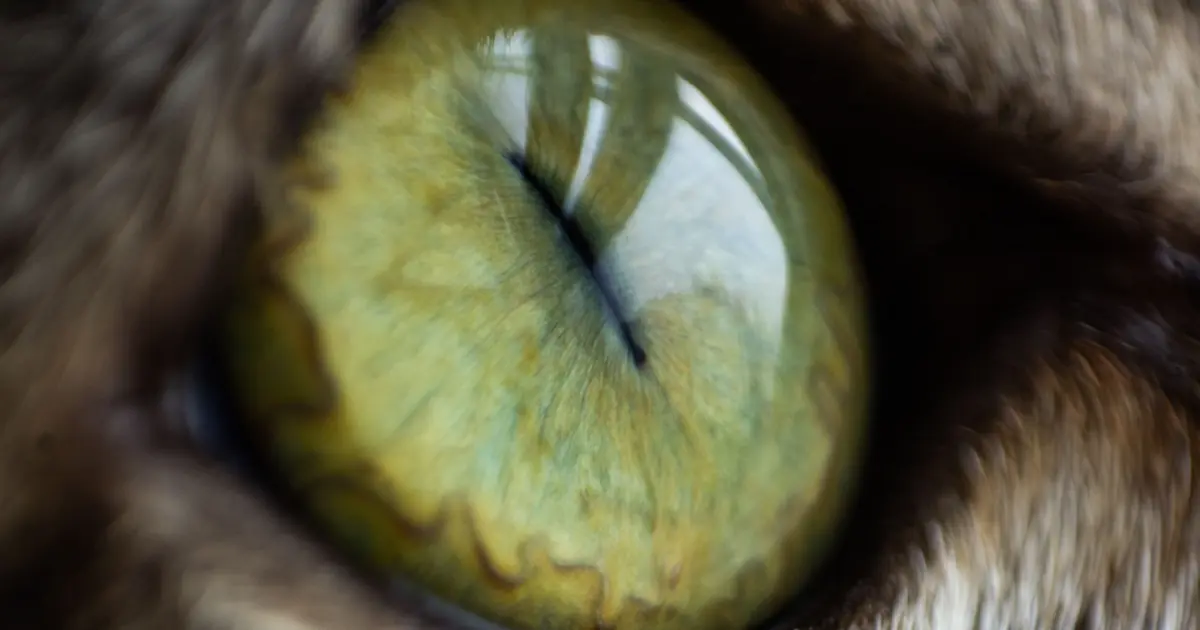 macro of a cat eye with a slit pupil