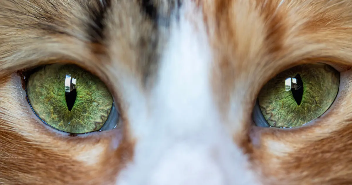 why do cats have snake eyes