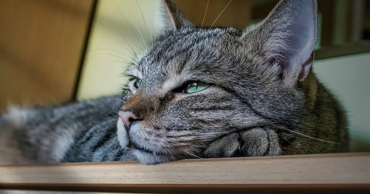 a sleepy cat with its head up