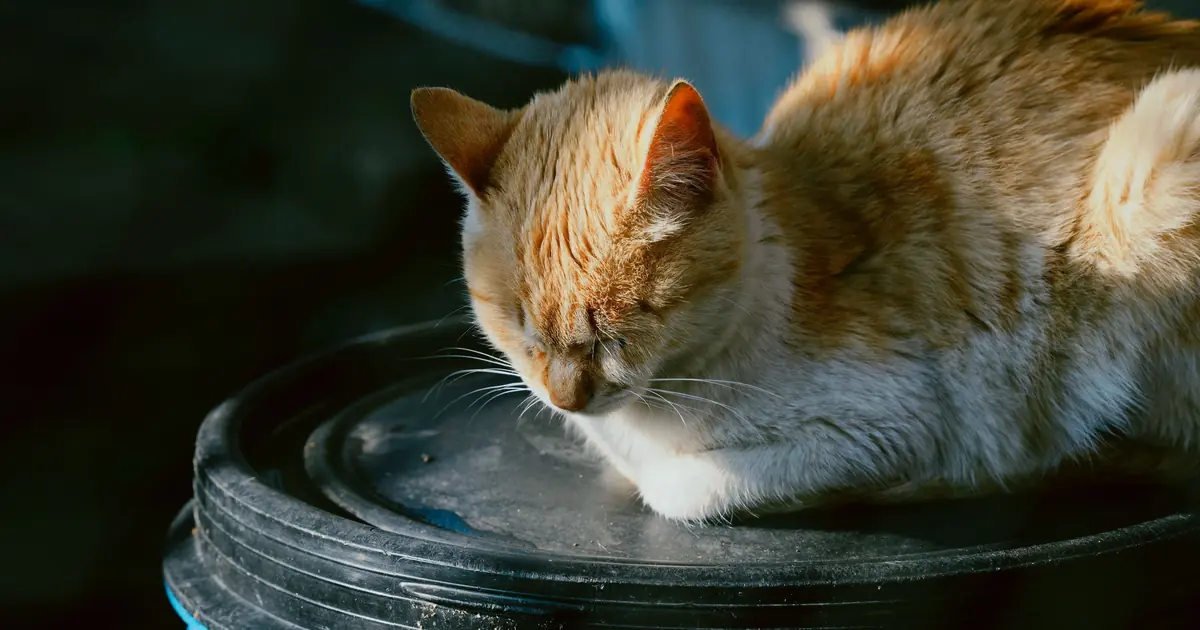 why do cats sleep with their head up