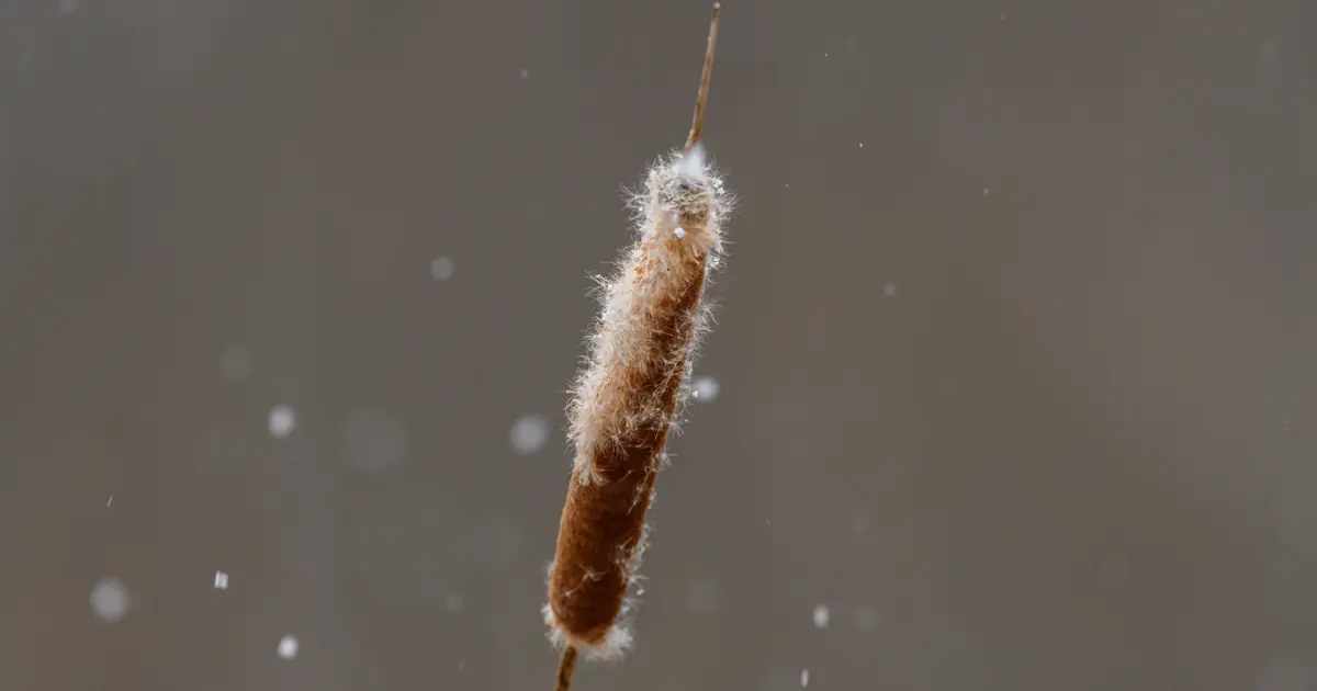 close-up of a cat's tail
