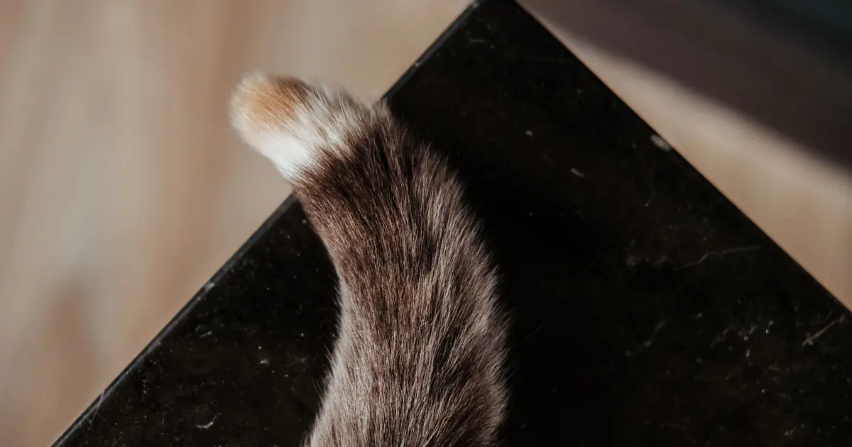 why do cats tails fall off