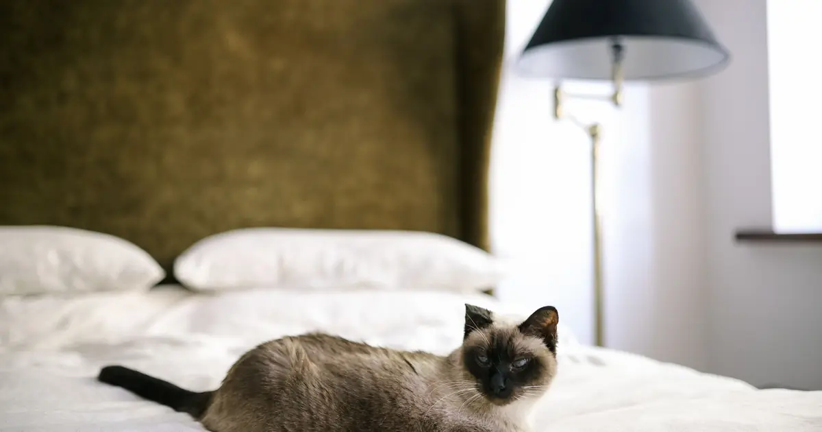 a cat sitting on white bedding