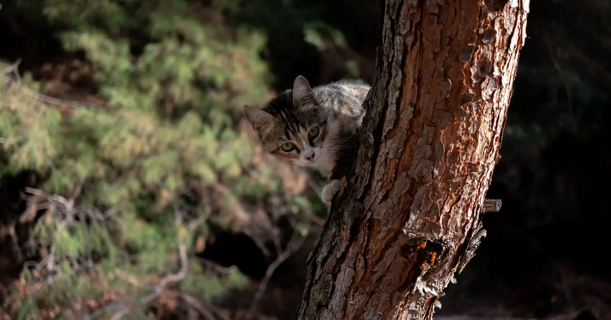 cat climbing a tree trunk