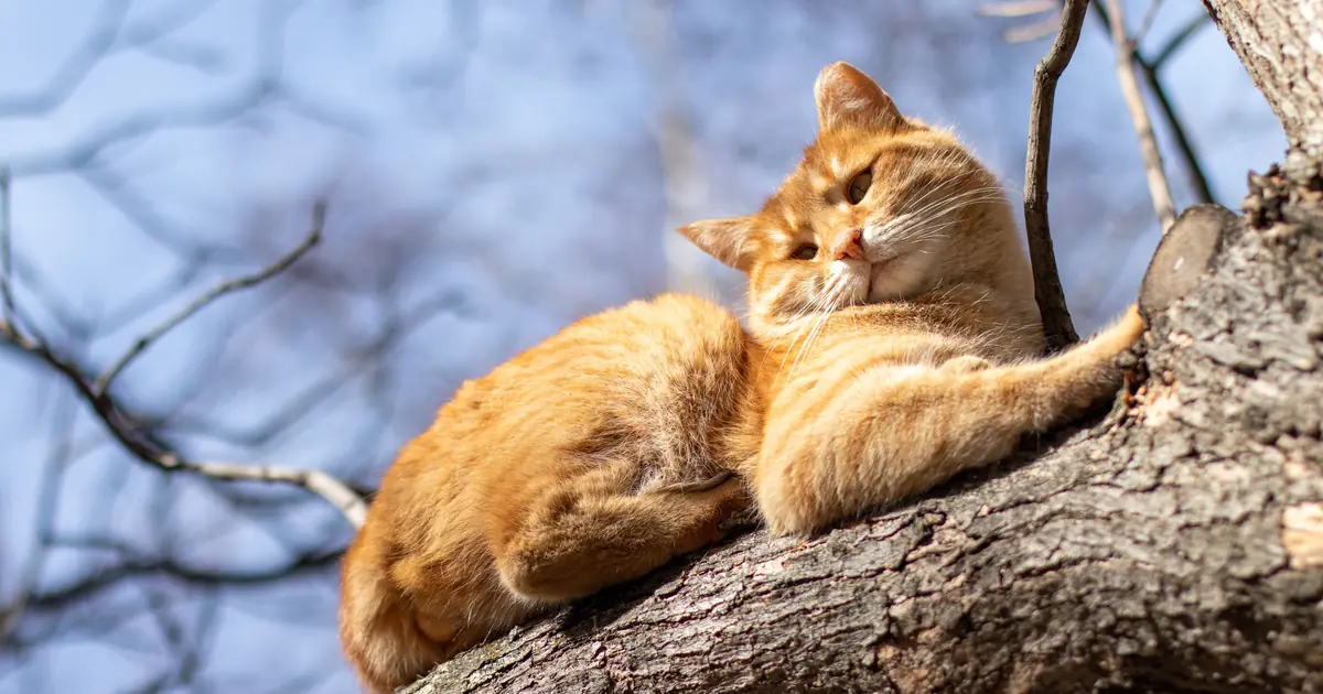 can cats climb down trees