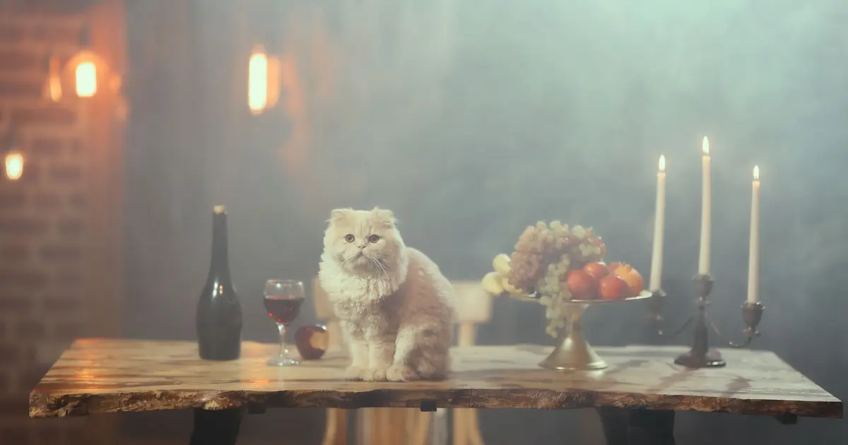 can cats get drunk