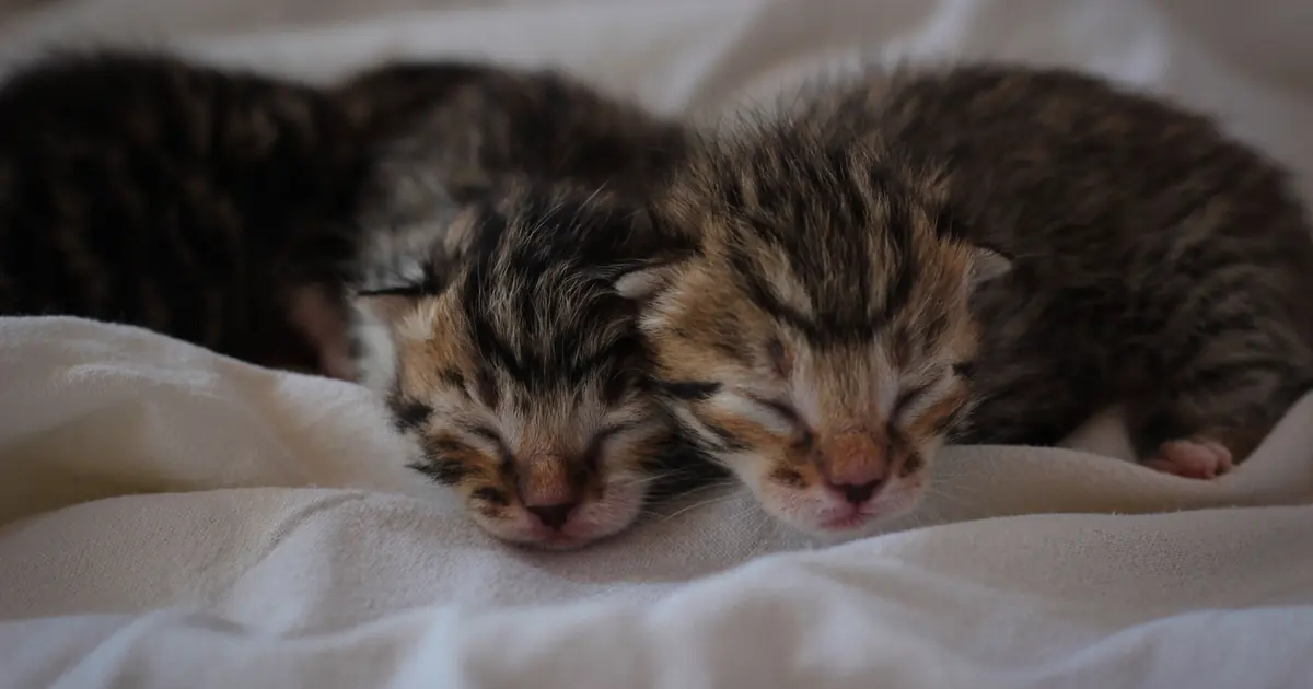 tiny newborn kittens together