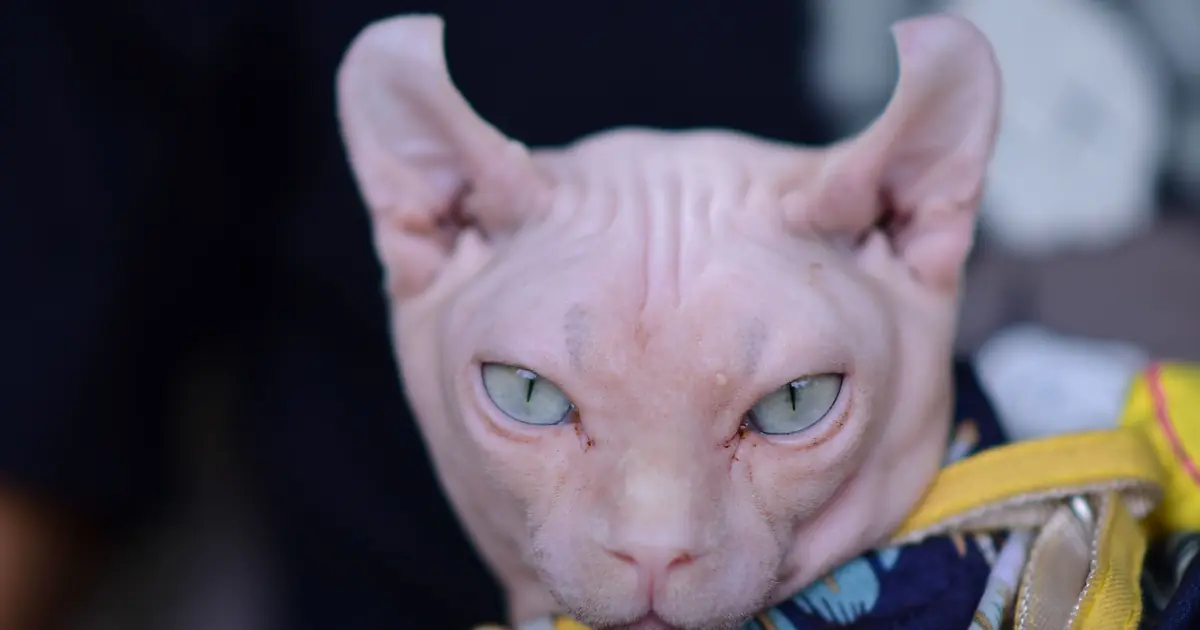 close-up of a hairless Sphynx cat's face