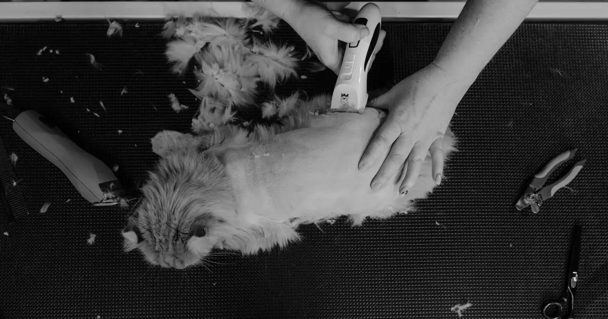 a fluffy persian cat being groomed