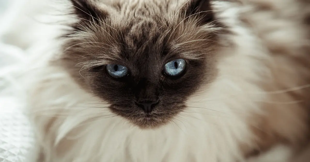 a fluffy ragdoll cat with blue eyes