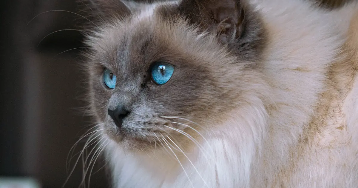 ragdoll cat facts