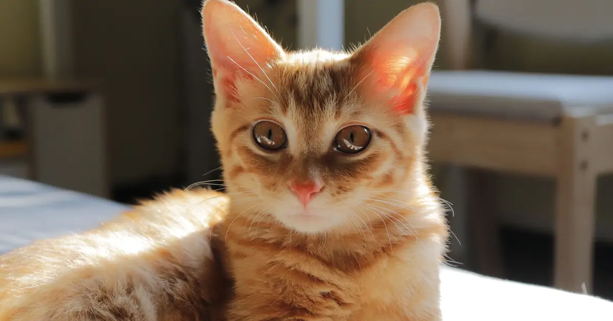 what is the smallest cat breed