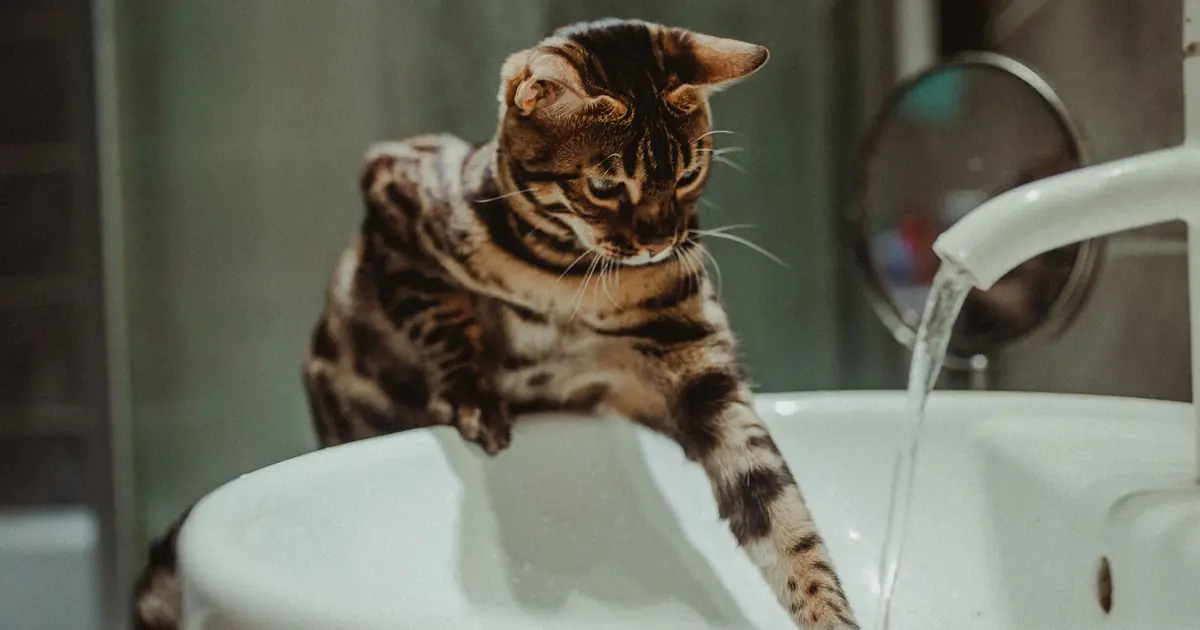why do cats follow you into the bathroom