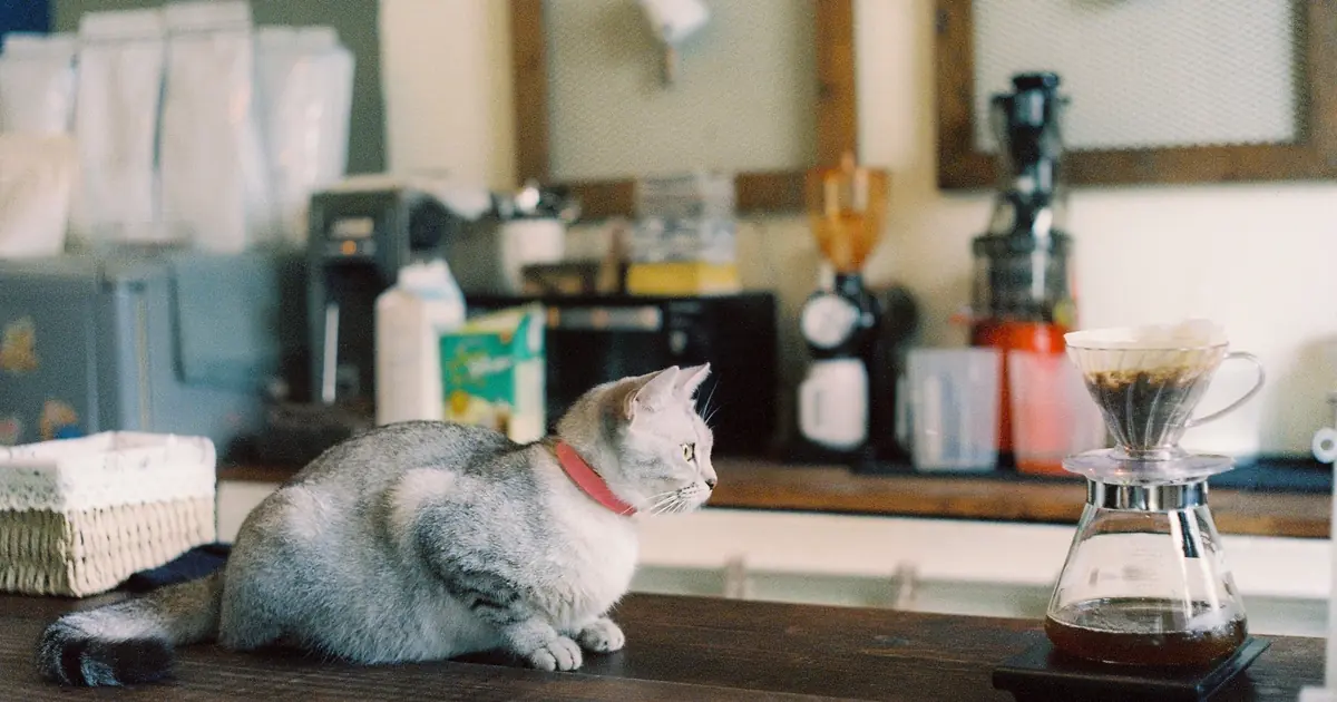 a curious cat on a counter