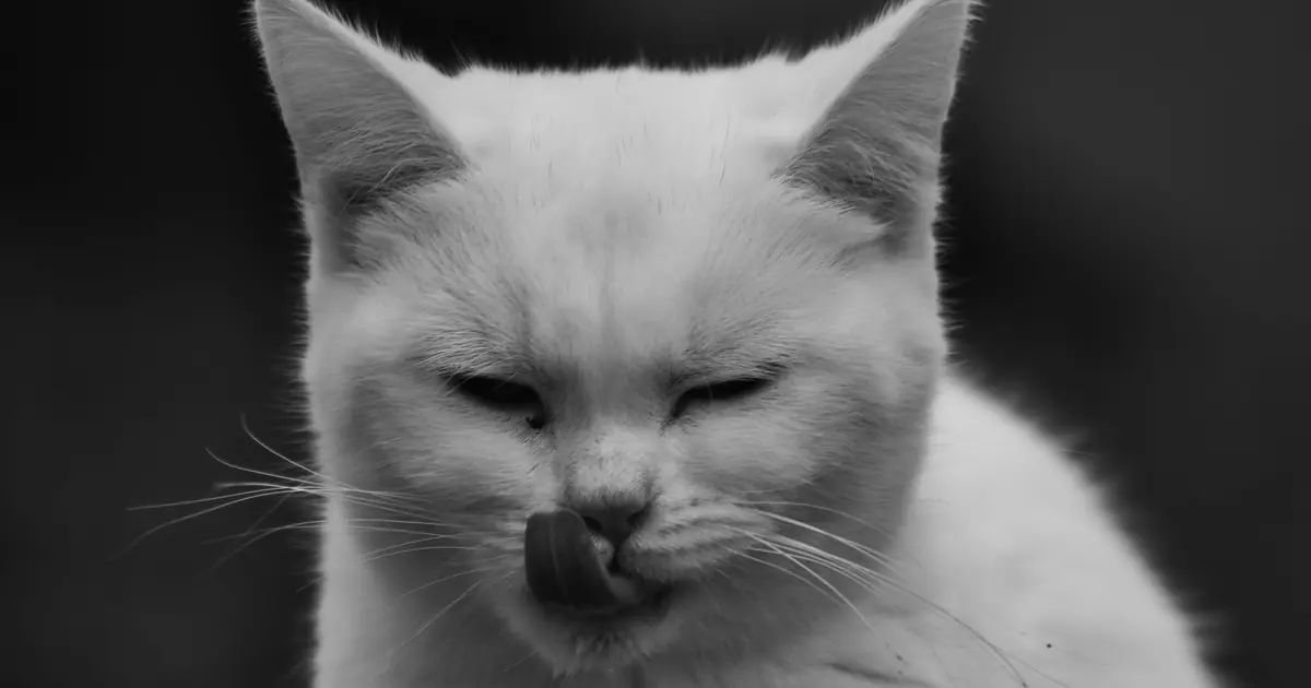 close-up of a cat licking its mouth