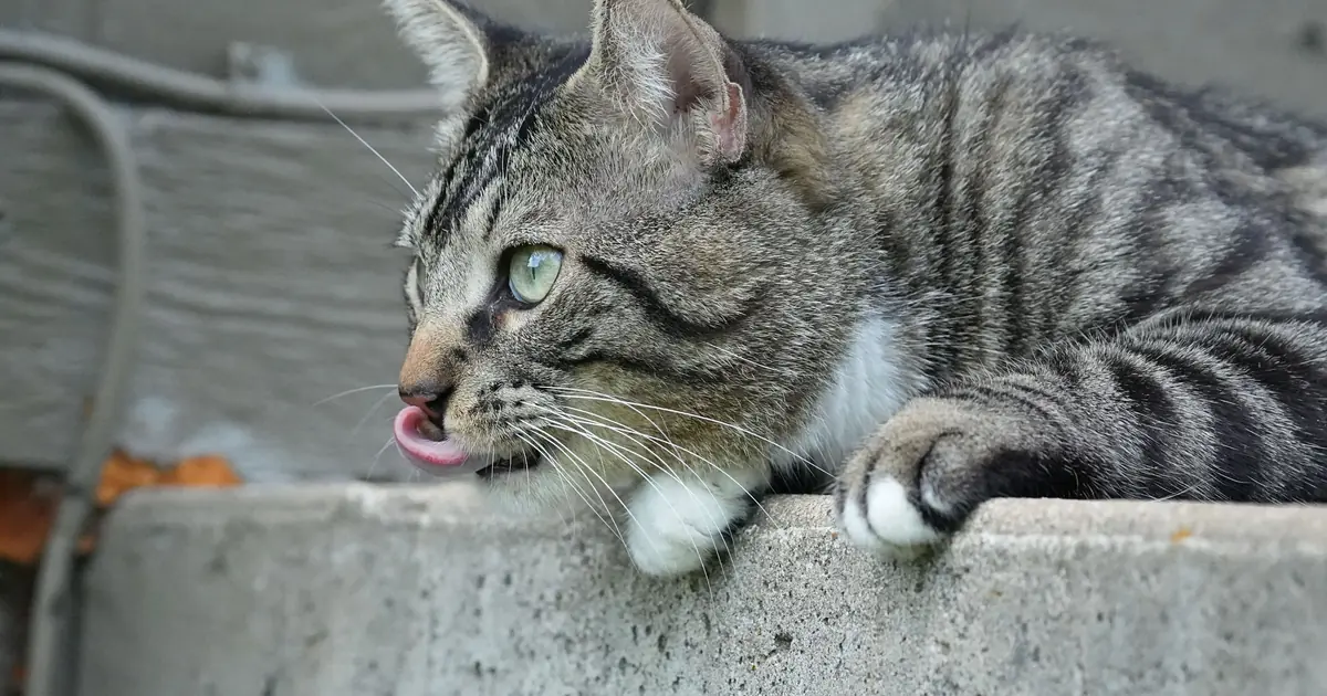 why do cats lick their lips