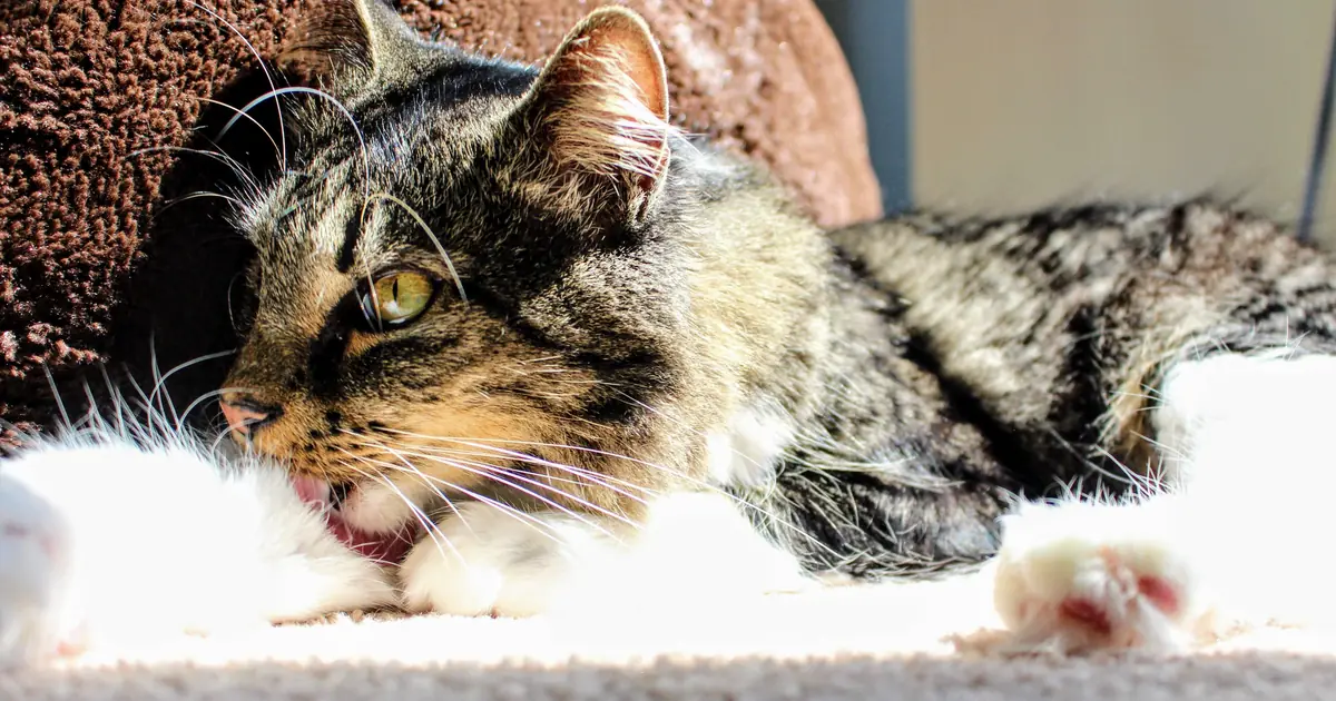 why do cats lick their paws