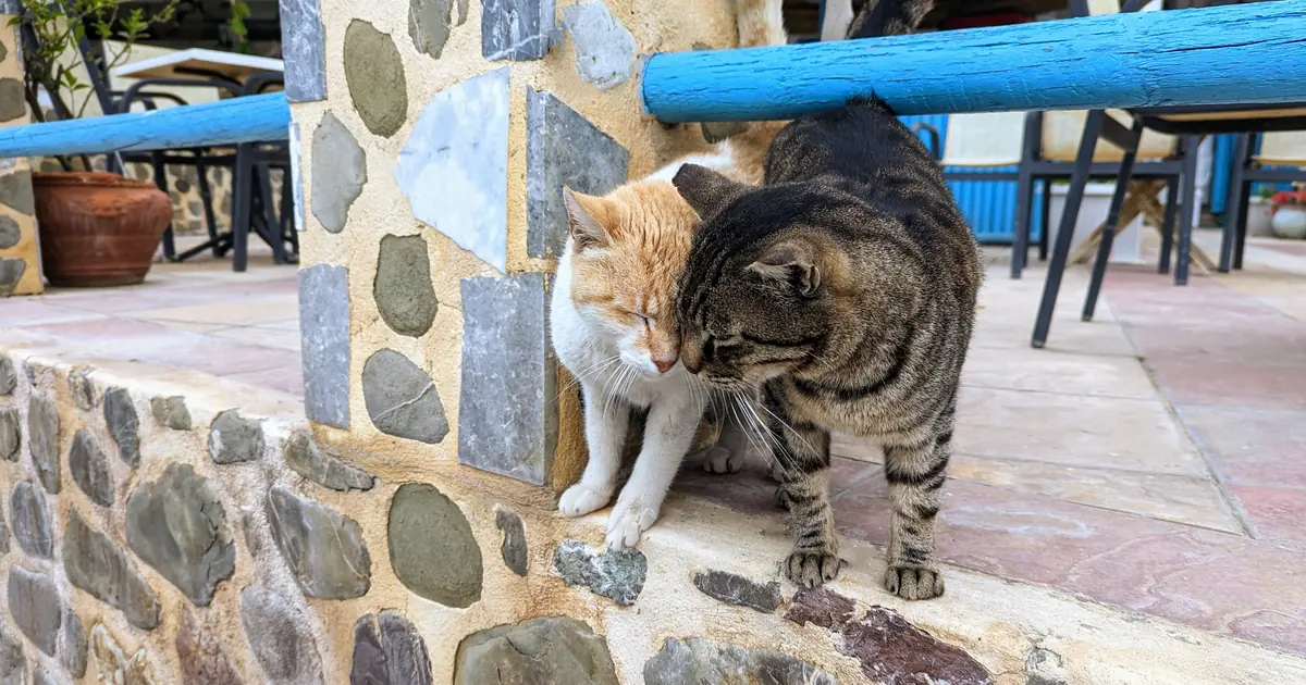 a cat nuzzling its owner