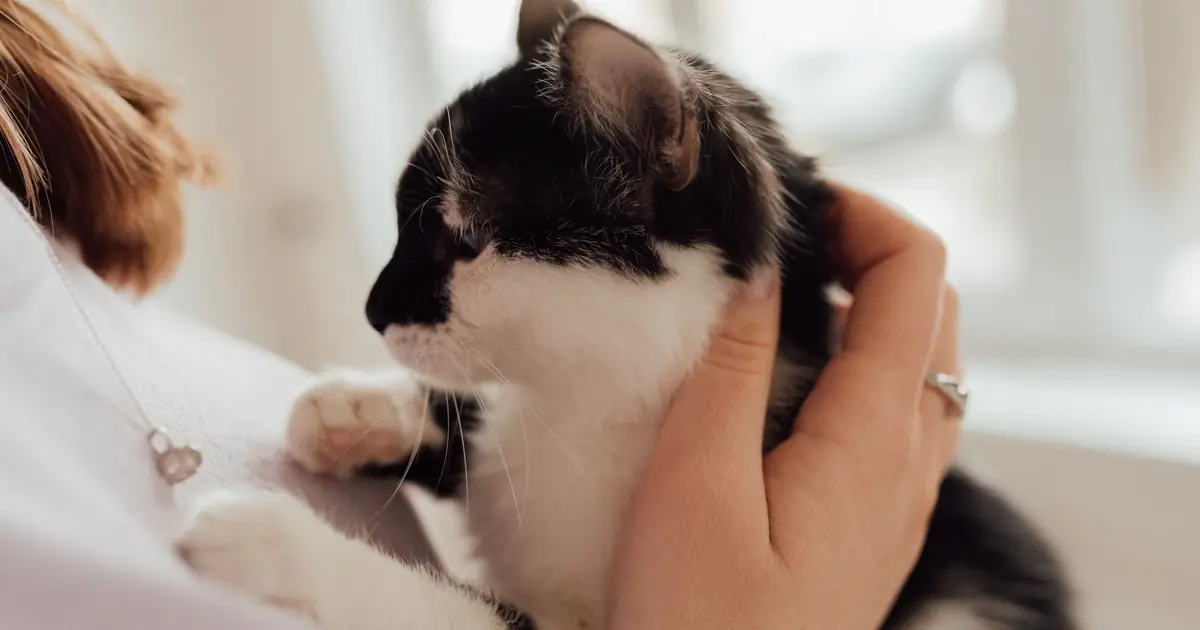 why do cats like me so much